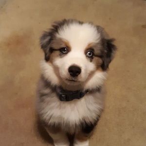 My darling Toy Aussie, Kash